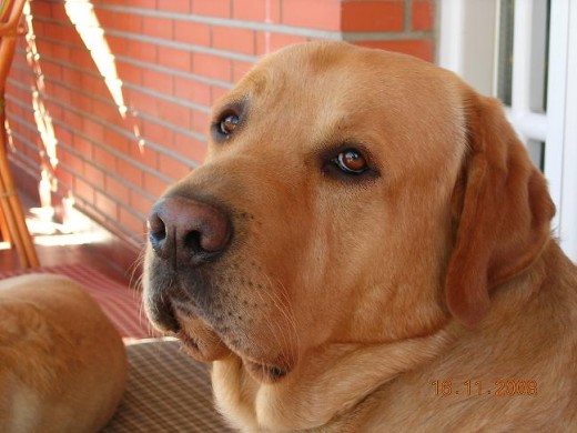 Este es Leo , el perro mas cariñoso del mundo.